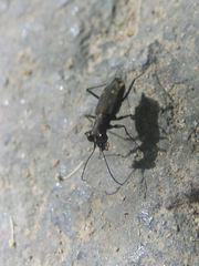 Cylindera kaleea