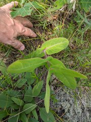 Asclepias amplexicaulis