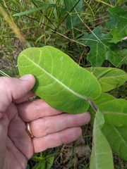 Asclepias amplexicaulis