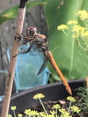 Orthemis ferruginea