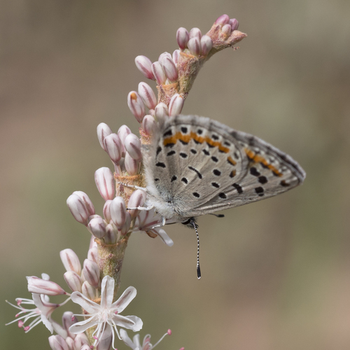 Spalding's Blue photo 4