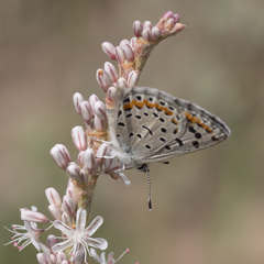 Euphilotes spaldingi