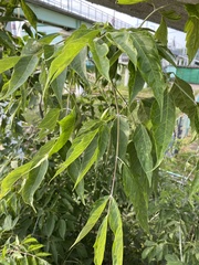 Acer negundo