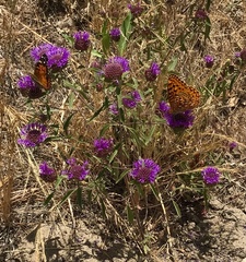 Speyeria coronis semiramis