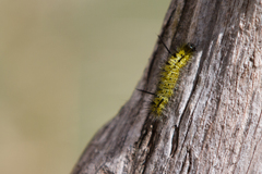Lophocampa bicolor