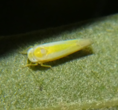 Alebra elegans