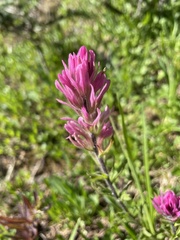 Castilleja parviflora olympica