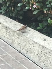 Passer domesticus