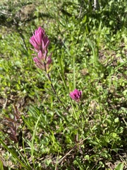 Castilleja parviflora olympica
