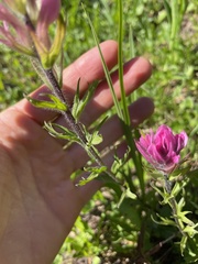 Castilleja parviflora olympica