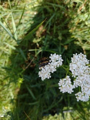 Pedostrangalia pubescens