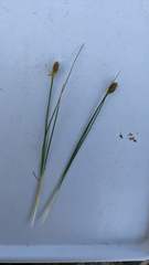 Carex nardina
