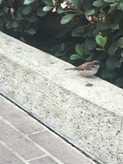 Passer domesticus