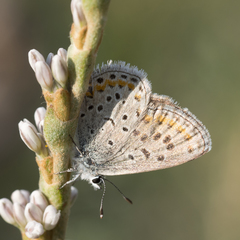 Euphilotes spaldingi