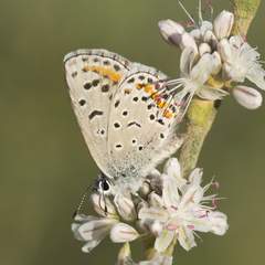 Euphilotes spaldingi