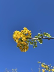 Haematoxylum brasiletto