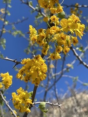 Haematoxylum brasiletto