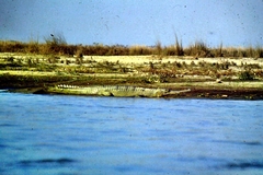 Gavialis gangeticus