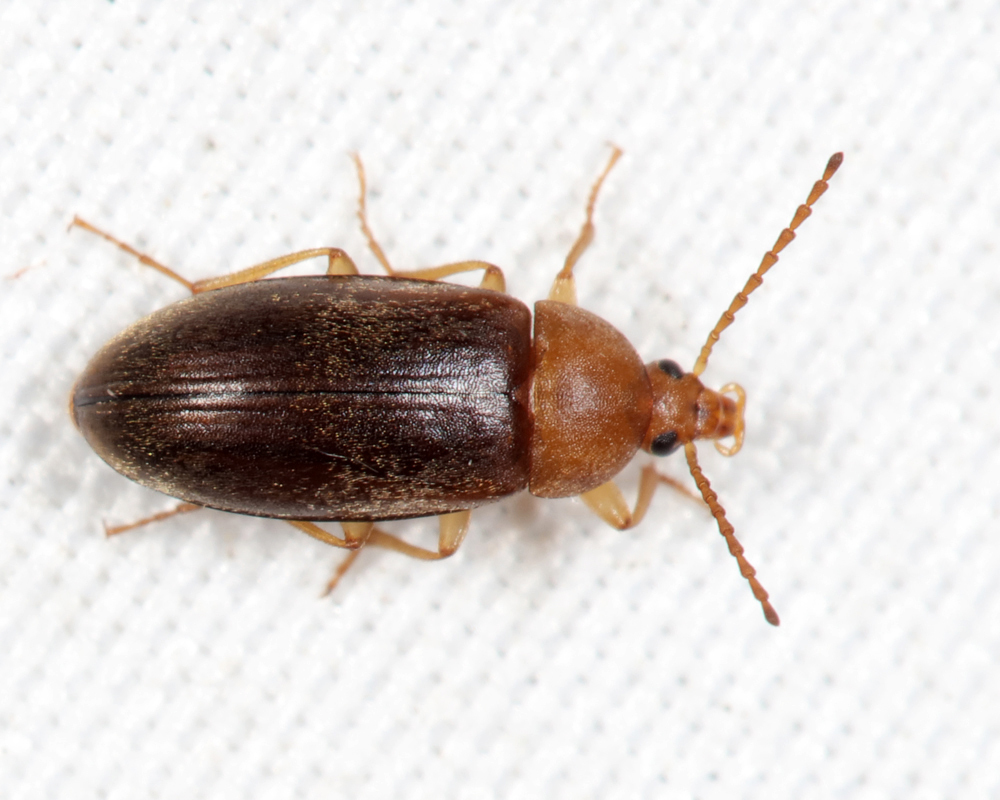 Isomira ruficollis