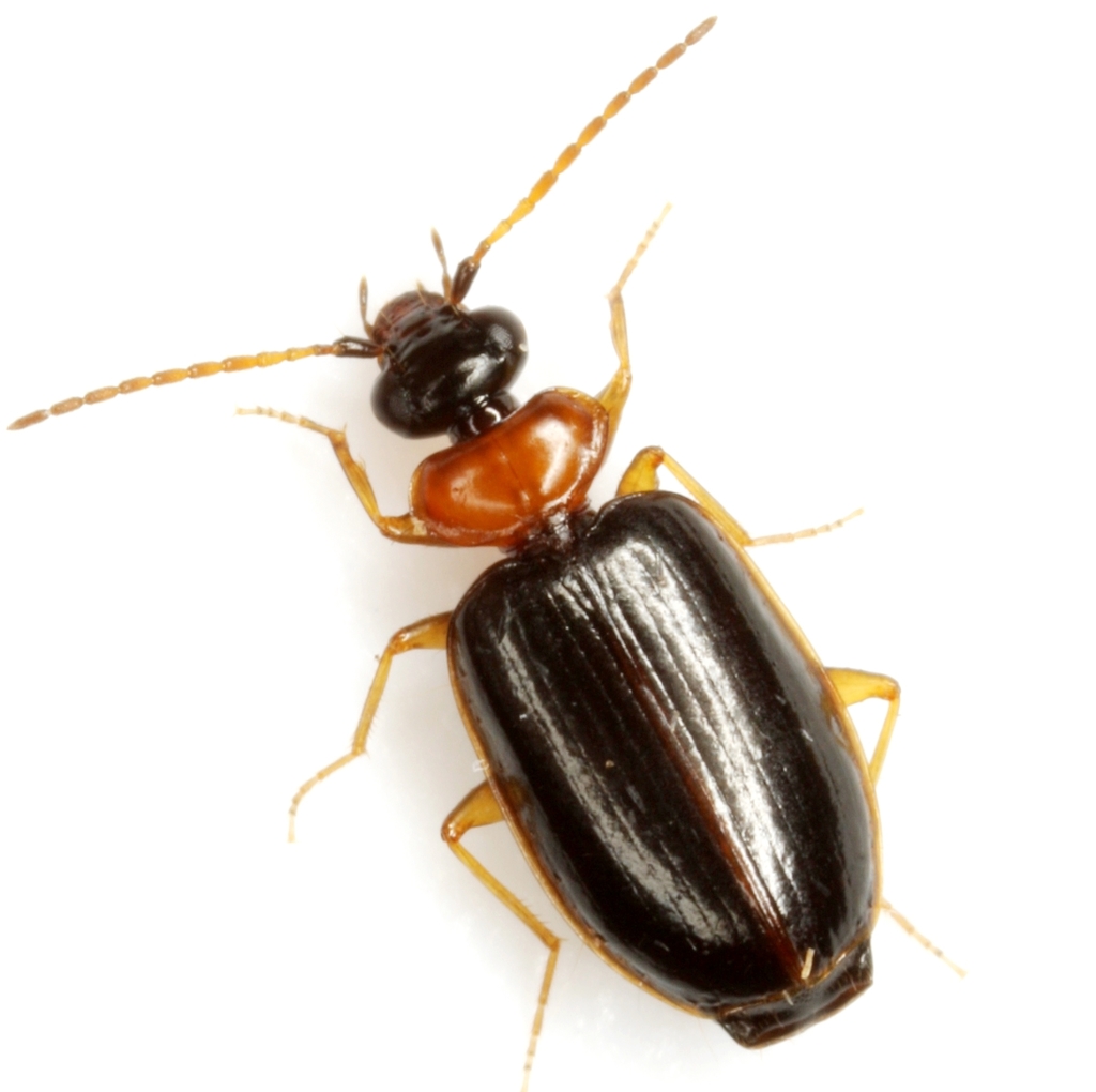 Pentagonica marshalli