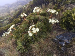 Aciphylla congesta