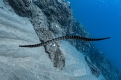 Laticauda semifasciata