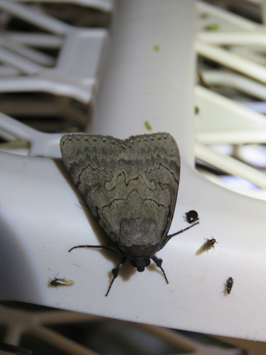Serene Underwing photo 5