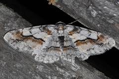 Stenoporpia macdunnoughi