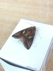 Autographa excelsa
