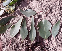 Eucalyptus polyanthemos marginalis