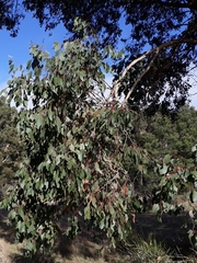 Eucalyptus polyanthemos marginalis