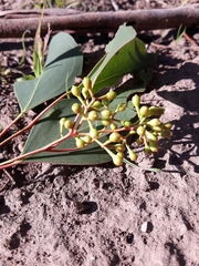 Eucalyptus polyanthemos marginalis