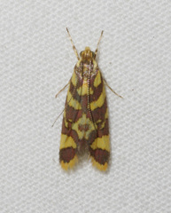 Tisobarica thyteria