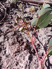 Eucalyptus polyanthemos marginalis