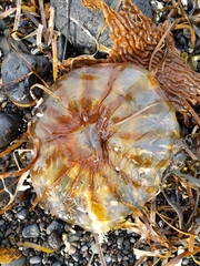 Chrysaora melanaster