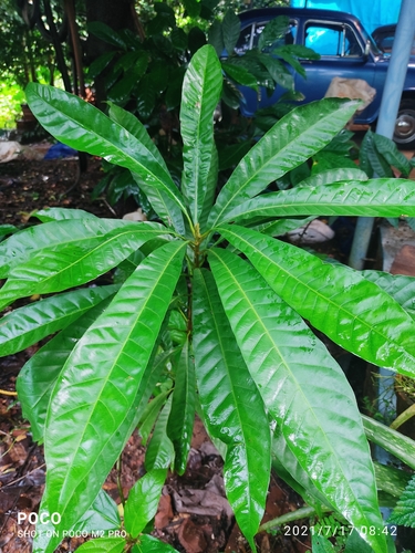 Lucuma campechiana