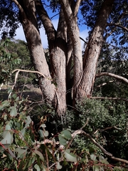 Eucalyptus polyanthemos marginalis