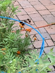 Erythrodiplax umbrata