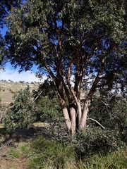 Eucalyptus polyanthemos marginalis