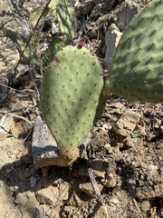 Opuntia comonduensis