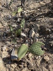 Opuntia comonduensis