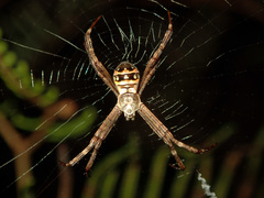 Argiope caledonia