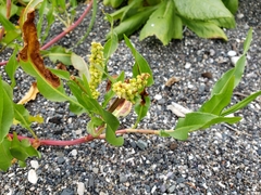 Rumex transitorius
