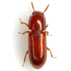 Corticeus glaber