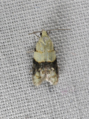 Tracholena sulfurosa