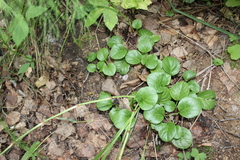 Pyrola rotundifolia