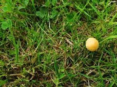 Protostropharia semiglobata