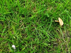 Protostropharia semiglobata