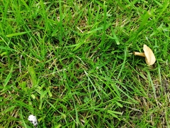 Protostropharia semiglobata