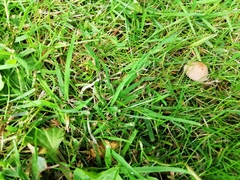 Protostropharia semiglobata